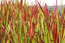 Imperata cylindryczna Red Baron Imperata cylindrica