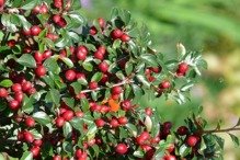 Irga łyżeczkowata Schneider Cotoneaster cochleatus