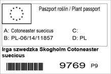 Irga szwedzka Skogholm Cotoneaster suecicus