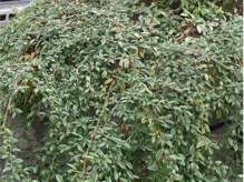 Irga wierzbolistna Repens Cotoneaster salicifolius