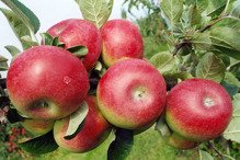 Jabłoń Delikates Malus domestica