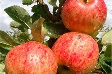 Jabłoń James Grieve Malus domestica