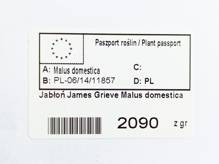 Jabłoń James Grieve Malus domestica