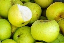 Jabłoń Kosztela Malus domestica