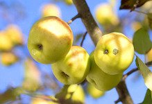 Jabłoń Kronselka Malus domestica