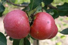 Jabłoń Lobo Malus domestica