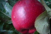 Jabłoń Malinówka Oberlandzka Malus domestica