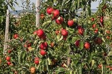 Jabłoń Oliwka Czerwona Malus domestica