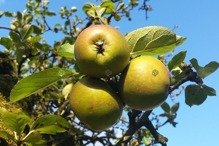 Jabłoń Szara Reneta Malus domestica