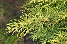 Jałowiec Pfitzera Gold Star Juniperus pfitzeriana