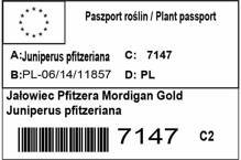 Jałowiec Pfitzera Mordigan Gold Juniperus pfitzeriana