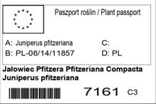 Jałowiec Pfitzera Pfitzeriana Compacta Juniperus pfitzeriana