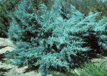 Jałowiec Pfitzera Pfitzeriana Glauca Juniperus pfitzeriana
