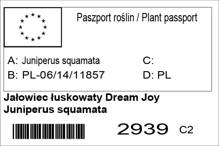 Jałowiec łuskowaty Dream Joy Juniperus squamata