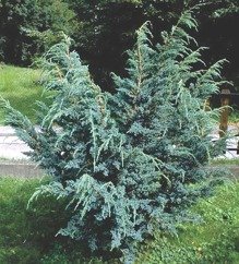 Jałowiec łuskowaty Meyeri Juniperus squamata