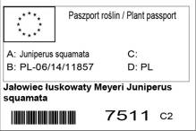 Jałowiec łuskowaty Meyeri Juniperus squamata