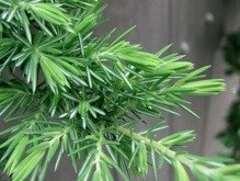 Jałowiec nadbrzeżny Blue Pacific Juniperus conferta