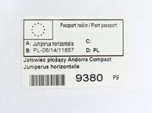 Jałowiec płożący Andorra Compact Juniperus horizontalis