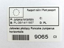 Jałowiec płożący Pancake Juniperus horizontalis