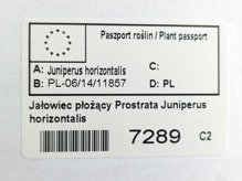 Jałowiec płożący Prostrata Juniperus horizontalis