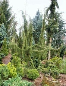 Jałowiec pospolity Horstmann Juniperus communis