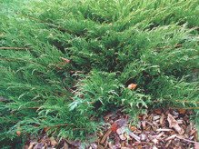 Jałowiec sabiński Mas Juniperus sabina