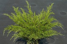 Jałowiec sabiński Tamariscifolia Juniperus sabina