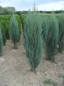 Jałowiec skalny Blue Arrow Juniperus scopulorum