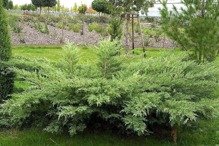 Jałowiec wirginijski Hetz Juniperus virginiana