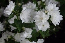 Jaśminowiec Frosty Morn Philadelphus