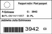 Jeżówka Julia Echinacea