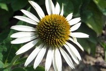 Jeżówka Meditation White Echinacea