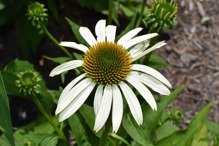 Jeżówka Meditation White Echinacea