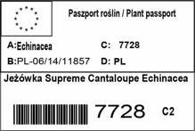 Jeżówka Supreme Cantaloupe Echinacea
