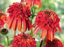 Jeżówka purpurowa Hot Papaya Echinacea purpurea 