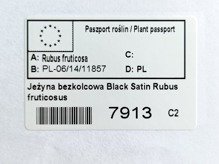 Jeżyna bezkolcowa Black Satin Rubus fruticosus