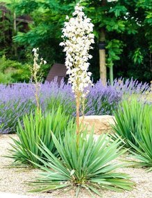 Juka karolińska Yucca filamentosa