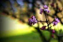 Kalina bodnantska Charles Lamont Viburnum bodnantense