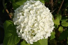 Kalina koralowa Roseum Viburnum opulus