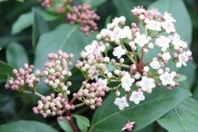 Kalina wawrzynowata Eve Price Viburnum tinus