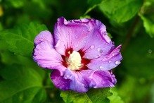 Ketmia syryjska Mauve Queen Hibiscus syriacus