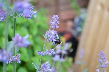 Kocimiętka Faassena Walker's Low Nepeta faassenii