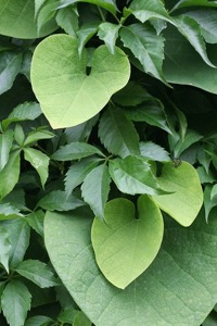 Kokornak wielkolistny Aristolochia macrophylla