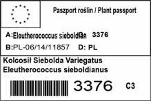 Kolcosił Siebolda Variegatus Eleutherococcus sieboldianus