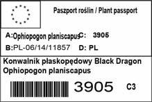 Konwalnik płaskopędowy Black Dragon Ophiopogon planiscapus