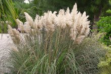 Kortaderia Trawa pampasowa Pumila Cortaderia selloana