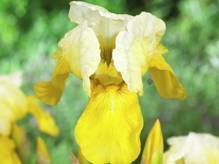 Kosaciec Lady of Nepal Iris germanica