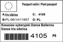 Kosaciec syberyjski Dance Ballerina Dance Iris sibirica