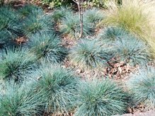 Kostrzewa sina Blaufuchs Festuca glauca