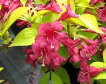 Krzewuszka Briant Rubidor 'Olympiade' Weigela